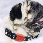 Zee-Dog-Collar-Skull4-1