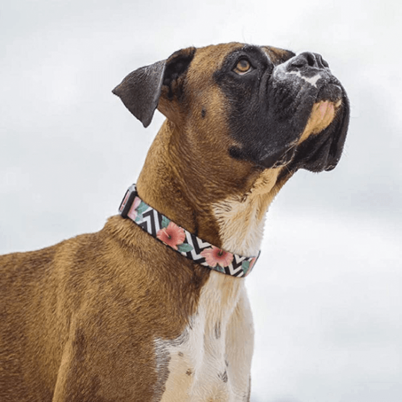 Zee-Dog-Collar-Mahalo4