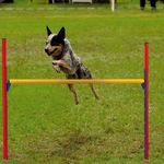 Agility-Jump-PA-6864-2