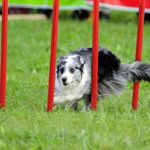 Agility-Slaloom-PA-6860-2