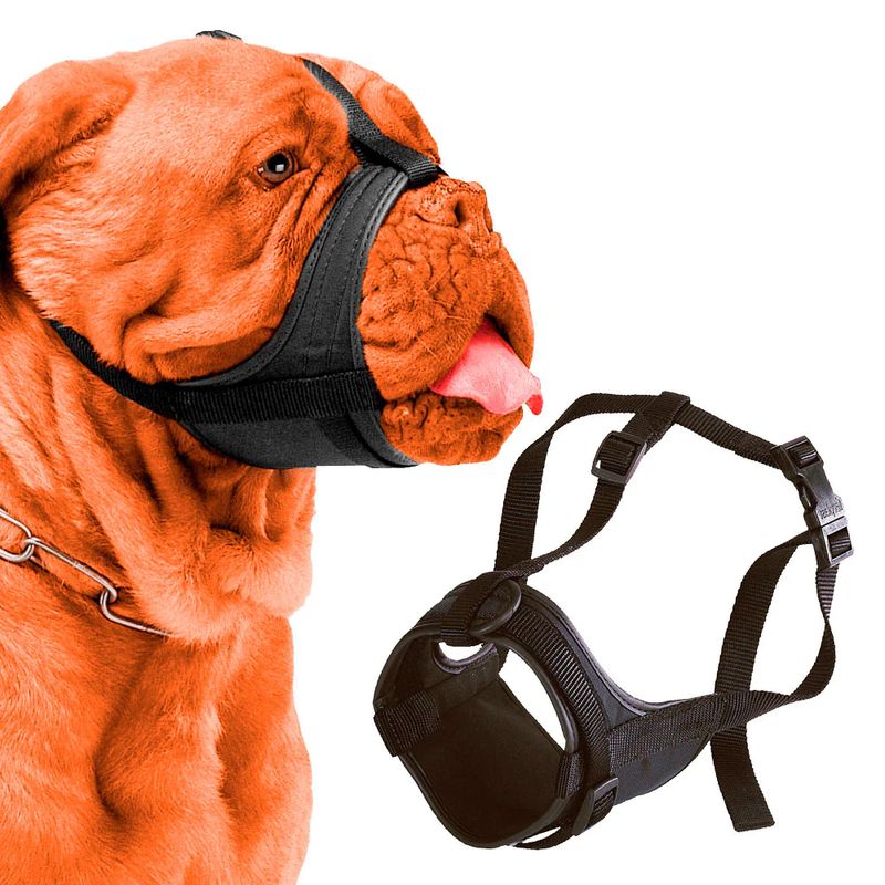 Bozal-Boxer-3