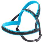 Sport-Dog-Azul