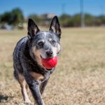 Pelota-kong-classic-2