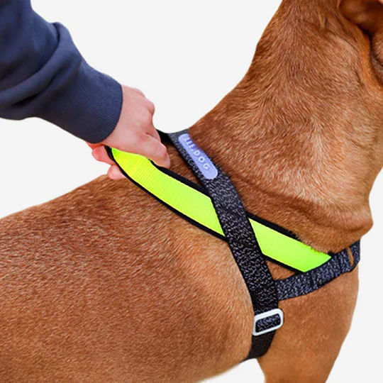 99916---ARNES-SOFT-ZEE-DOG---WALK-NOX---LARGE-2