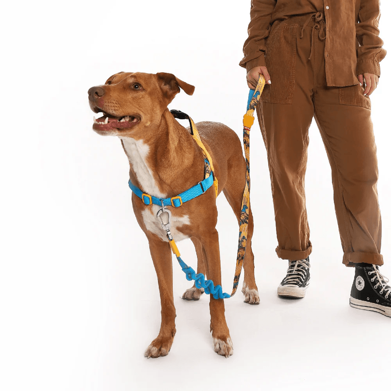 zeedog-softerwalk-harness-marvel_main-3_1296x