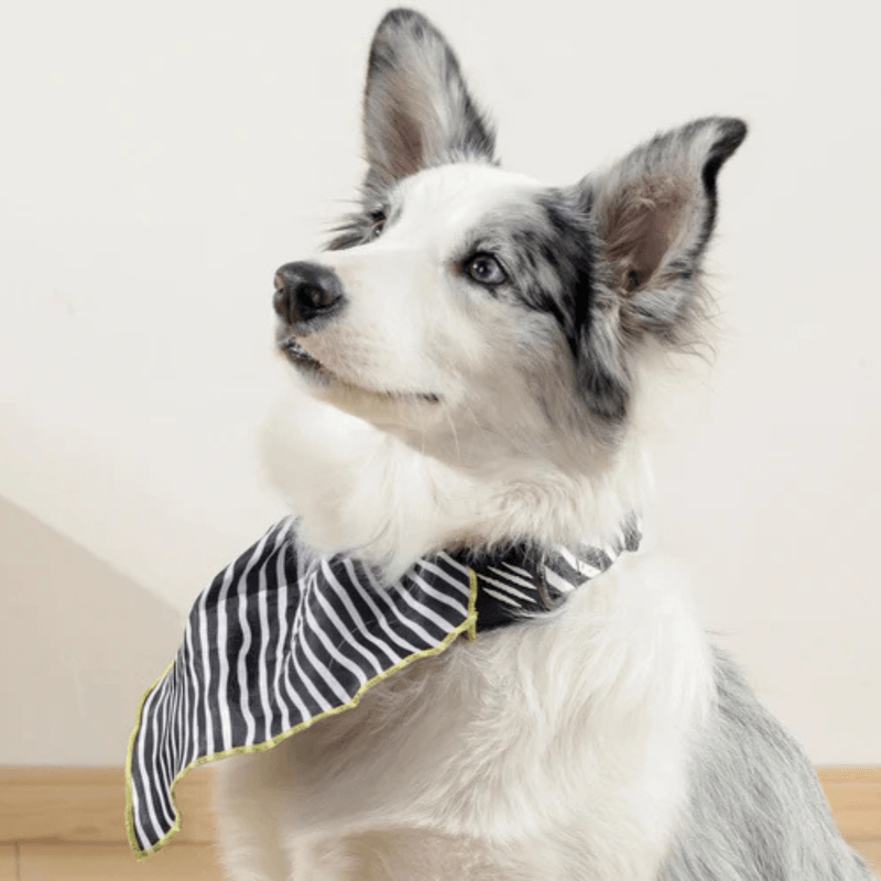 Collar-Mpets-Bandana-Wild-Safari-2