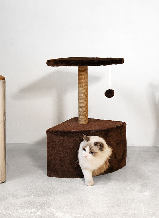 Rascador-Pawise-Cat-Corner-Tower-5