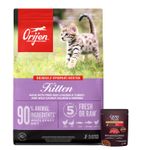 KITTEN---1-pate.JPG