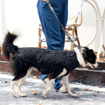 10366808CAMPERA-MPETS-GENTLE-DOG---L--4-
