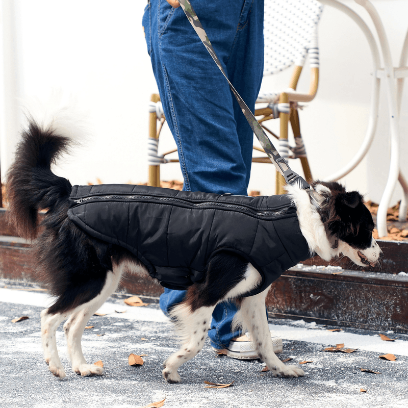 10366808CAMPERA-MPETS-GENTLE-DOG---L--4-