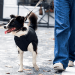 10366808CAMPERA-MPETS-GENTLE-DOG---L--3-