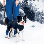 10366808CAMPERA-MPETS-GENTLE-DOG---L--2-