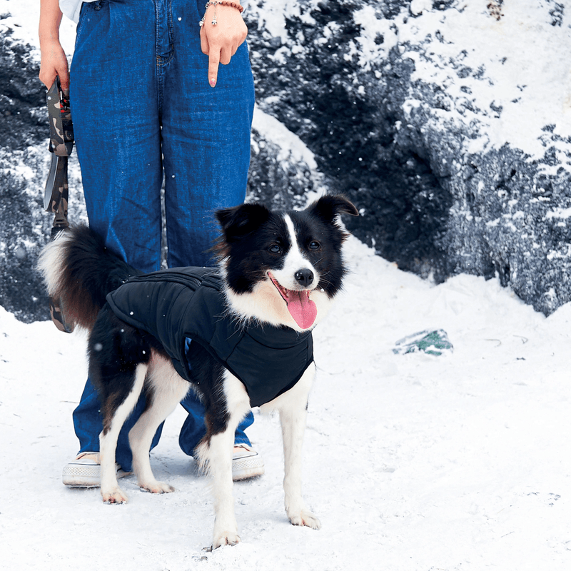 10366808CAMPERA-MPETS-GENTLE-DOG---L--2-