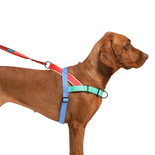 Arnes-Softer-Walk-Zee-Dog---Mellow--2-