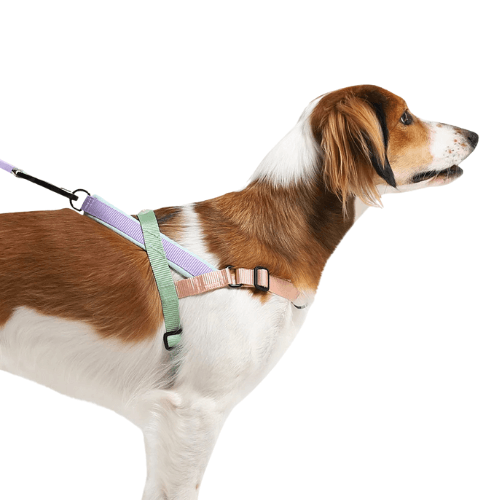 Arnes-Softer-Walk-Zee-Dog---Peach--2-